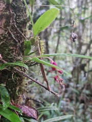 Bulbophyllum oxycalyx