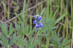 Lupinus polycarpus