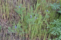 Lupinus polycarpus