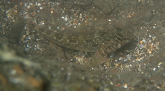 Bellapiscis medius