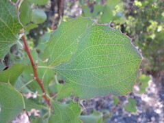 Hakea undulata