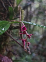 Bulbophyllum oxycalyx