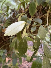 Fieldia australis