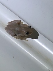 Pelodryadidae