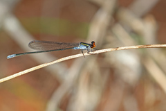 Pseudagrion ignifer