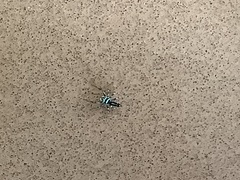 Cosmophasis thalassina
