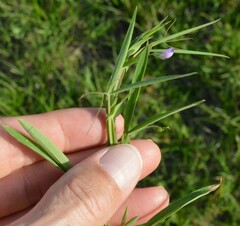 Lathyrus pusillus