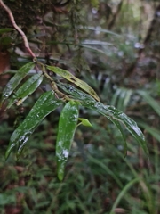 Angraecum mauritianum