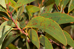 Acacia leptoloba