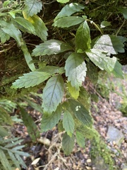 Fieldia australis