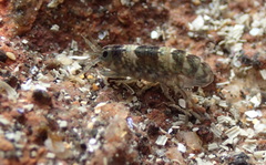 Hyaloidea