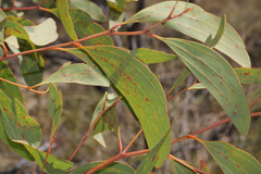 Acacia leptoloba