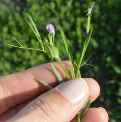 Lathyrus pusillus