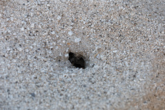 Endiodioctes