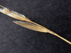 Rytidosperma maculatum