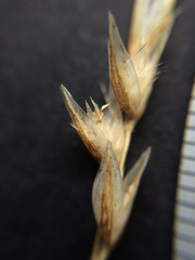 Rytidosperma maculatum