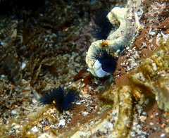 Spirobranchus cariniferus