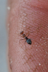 Endiodioctes