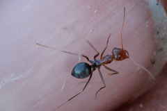 Endiodioctes