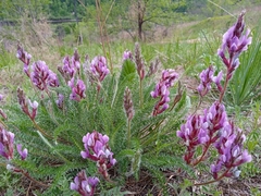 Oxytropis myriophylla