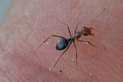Endiodioctes