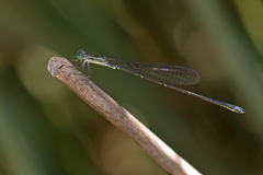 Rhadinosticta simplex