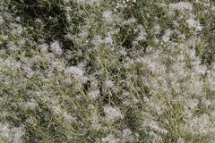 Clematis songorica
