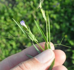 Lathyrus pusillus