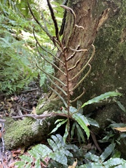Blechnum wattsii