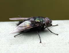 Calyptratae