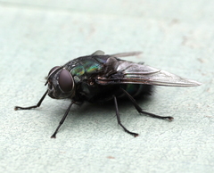 Calyptratae