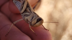 Rhammatocerus viatorius