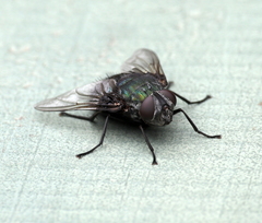 Calyptratae