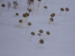 Allium nutans