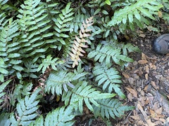 Blechnum wattsii