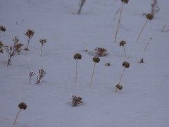 Allium nutans