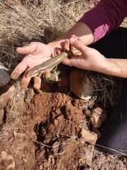 Plestiodon obsoletus