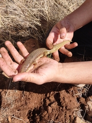 Plestiodon obsoletus