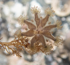 Haliclystus sanjuanensis