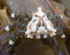 Phyllolithodes papillosus