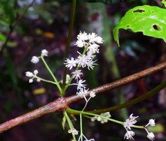 Pseudoweinmannia apetala