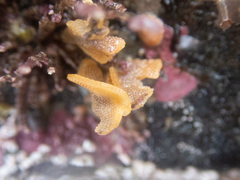 Primavelans insculpta