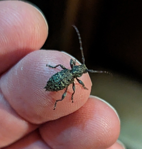 Thorn-tailed Longhorn Beetle photo 3