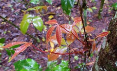 Pseudoweinmannia apetala