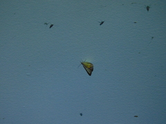 Chrysolarentia mecynata