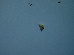 Chrysolarentia mecynata