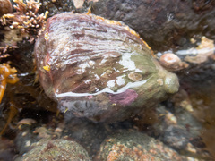 Haliotis kamtschatkana