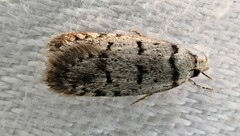 Scatochresis episema