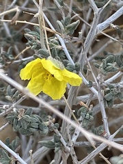 Helianthemum stipulatum