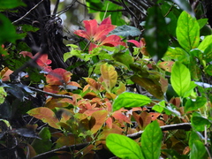 Pseudoweinmannia apetala